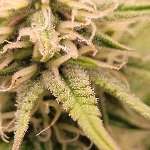 BubbleGum #1 growlog timeline photo