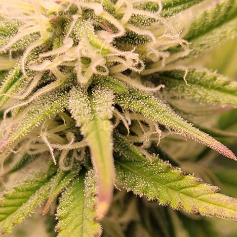 BubbleGum #1 growlog timeline photo