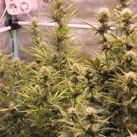 BubbleGum #2 growlog timeline photo