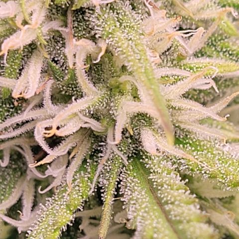 BubbleGum #2 growlog timeline photo