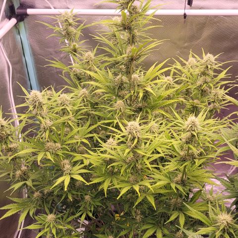 BubbleGum #2 growlog timeline photo