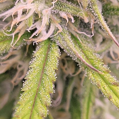 BubbleGum #2 growlog timeline photo