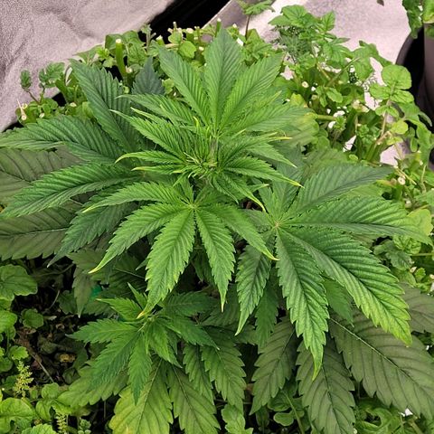 Pearli growlog timeline photo