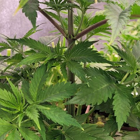 Pearli growlog timeline photo