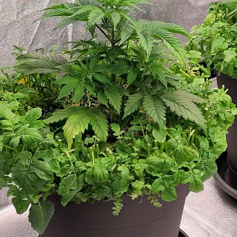 Pearli growlog timeline photo