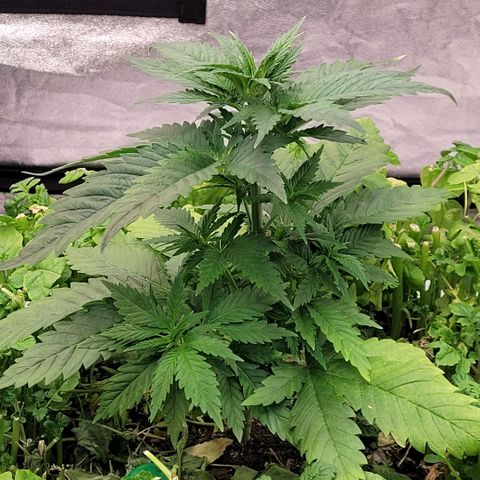 Berry growlog timeline photo