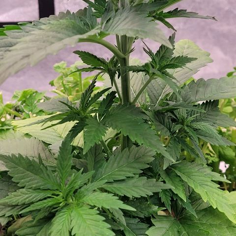 Berry growlog timeline photo