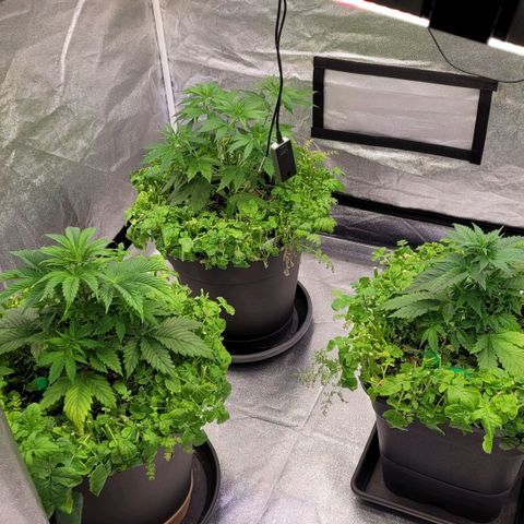 Berry growlog photo: Ganz klar erkennbar eine Besserung denn nach oben raus wird es wieder schöner seit es mehr Wasser gibt. Leider ist es der Jamaican zudem etwas zu scharf in der Erde was sich hoffentlich noch legen wird.