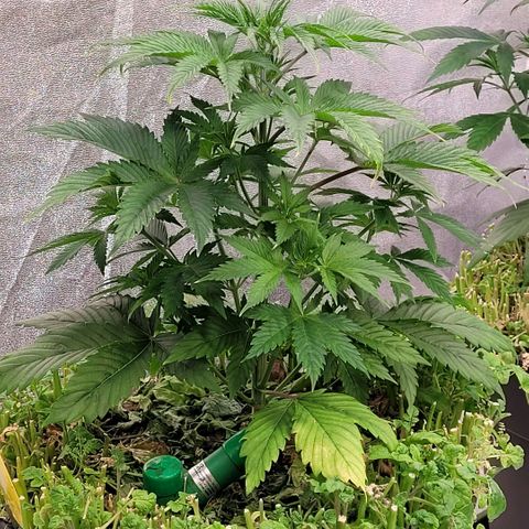 Pearli growlog timeline photo