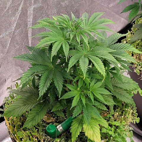Pearli growlog timeline photo