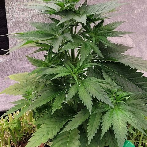 Berry growlog timeline photo