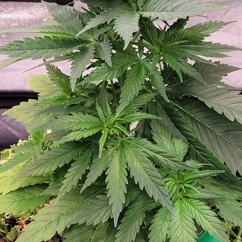 Berry growlog timeline photo