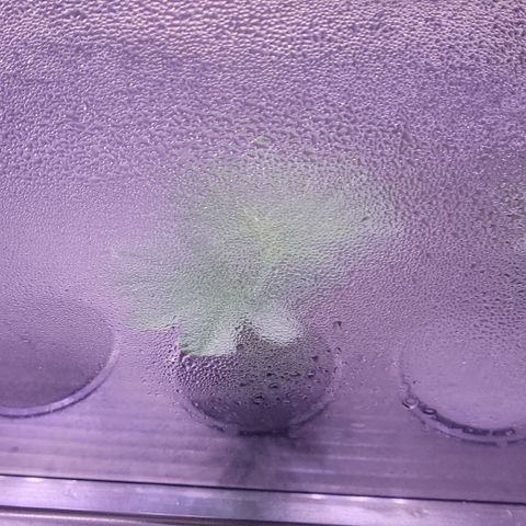 Cookies OG Kloni #1 growlog photo: Tag 9 siehts von oben noch gut aus 