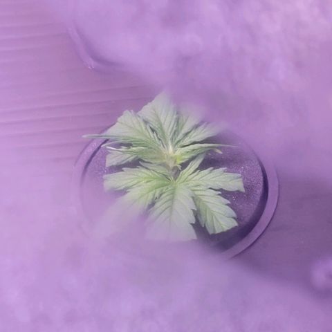 Cookies OG Kloni #2 growlog photo: Heute Tag 9 hat sie auch noch eine gesunde Farbe