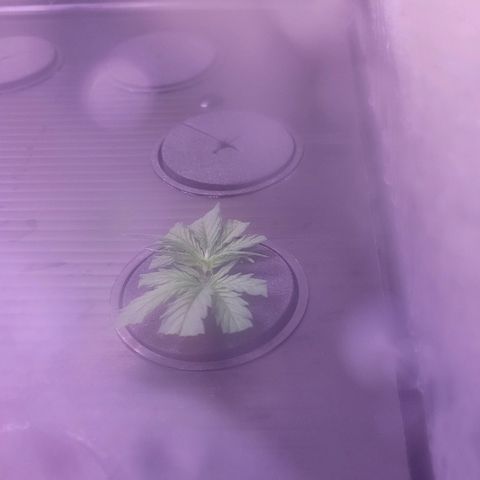 Cookies OG Kloni #2 growlog photo: Tag 9 heute sieht Kloni noch Lebend aus