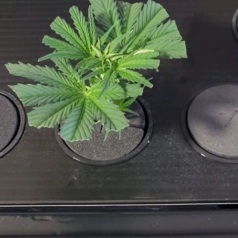 Cookies OG Kloni #1 growlog photo: Tag 10 heute sieht es oben her noch Lebend aus. Das die Hauptspitze der Cookie OG