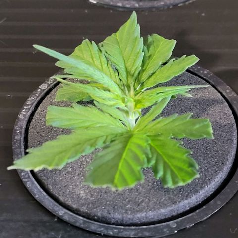 Cookies OG Kloni #2 growlog photo: Von oben noch gut aus sehend Tag 10 Verwurzelung