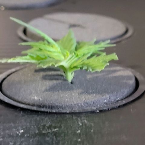 Cookies OG Kloni #2 growlog photo: Von oben noch gut aus sehend Tag 10 Verwurzelung
