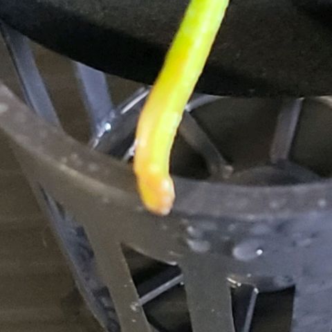Cookies OG Kloni #2 growlog photo: Zeigt sich an Wurzeln noch nix.
Vergrößert könnten punktuelle Ansätze zu sehen sein und so lasse ich sie weiter von unten beregnen
