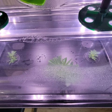 Cookies OG Kloni #1 growlog photo: Das war es nun für die nächsten Tage u ich hoffe die kleine Störung zum Auffrischen bleibt ohne Spuren und es fand sich Gelegenheit mal zu sehen was Geschah in den letzten 10 Tage