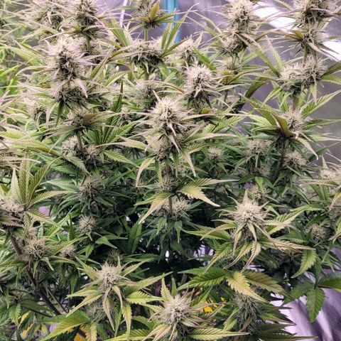 BubbleGum #1 growlog timeline photo