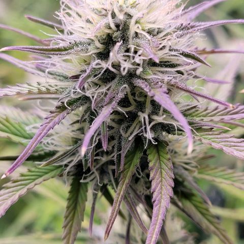 BubbleGum #1 growlog timeline photo