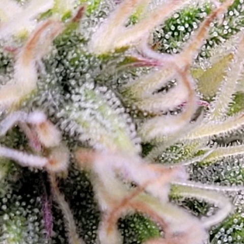 BubbleGum #1 growlog timeline photo