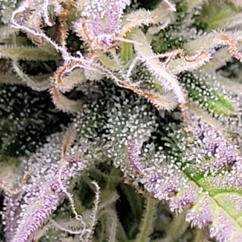 BubbleGum #1 growlog timeline photo