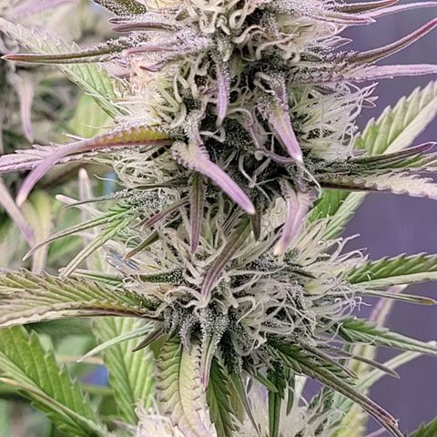BubbleGum #1 growlog timeline photo