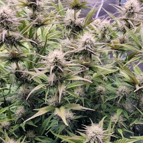 BubbleGum #1 growlog timeline photo