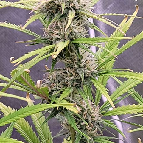 BubbleGum #2 growlog timeline photo
