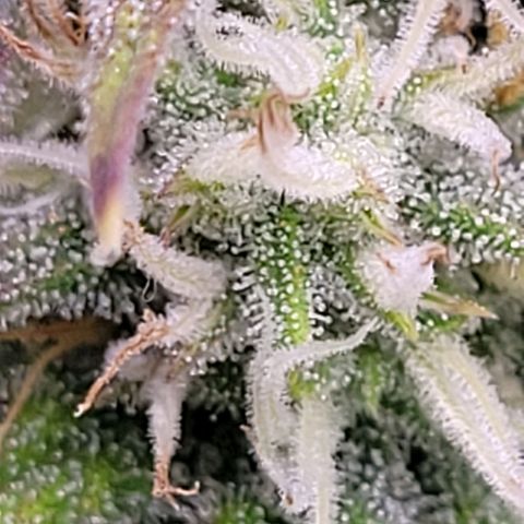 BubbleGum #2 growlog timeline photo