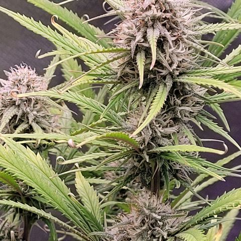 BubbleGum #2 growlog timeline photo