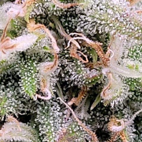 BubbleGum #2 growlog timeline photo