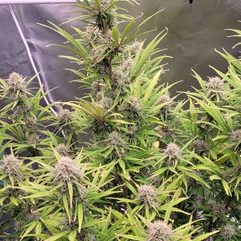 BubbleGum #2 growlog timeline photo