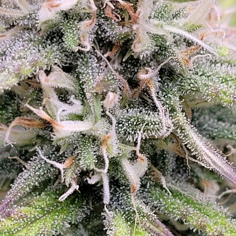 BubbleGum #2 growlog timeline photo