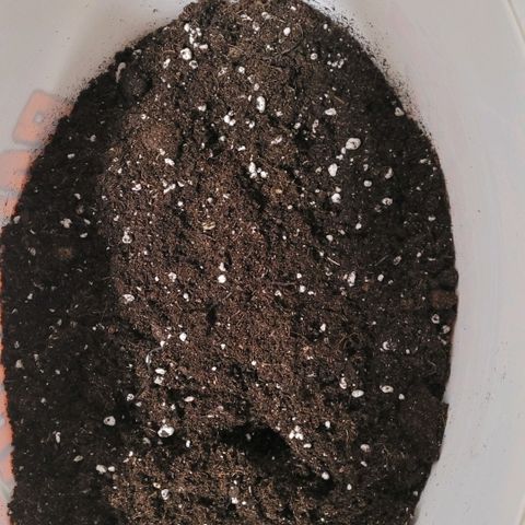 Cookies OG Kloni #1 growlog photo: Light Mix 2,35 liter 