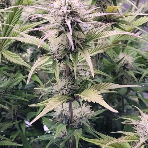 BubbleGum #1 growlog timeline photo