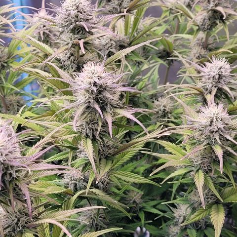 BubbleGum #1 growlog timeline photo