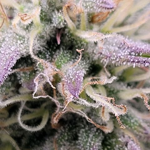BubbleGum #1 growlog timeline photo