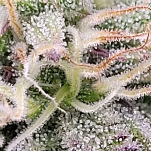 BubbleGum #1 growlog timeline photo