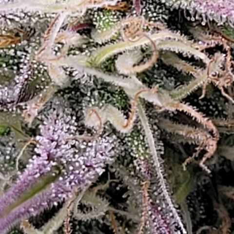 BubbleGum #1 growlog timeline photo