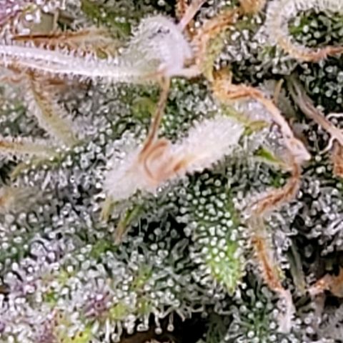 BubbleGum #2 growlog timeline photo