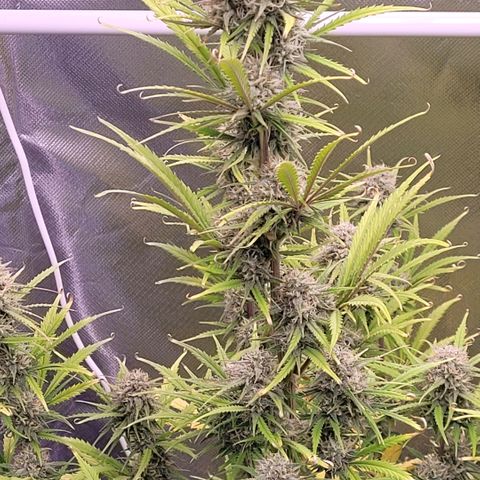BubbleGum #2 growlog timeline photo