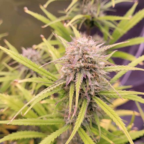 BubbleGum #2 growlog timeline photo
