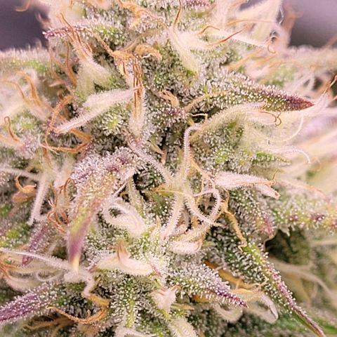 BubbleGum #2 growlog timeline photo