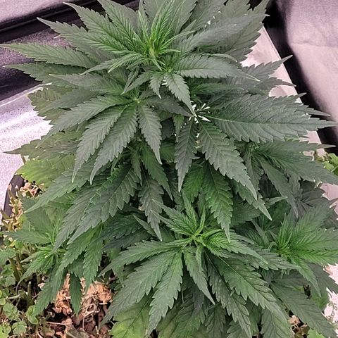 Berry growlog timeline photo