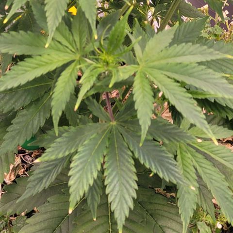 Pearli growlog timeline photo