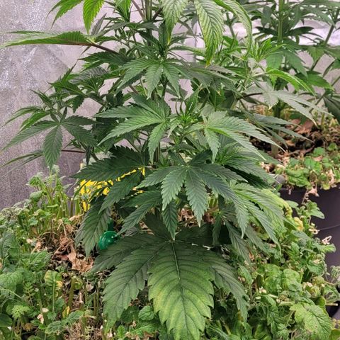 Pearli growlog timeline photo