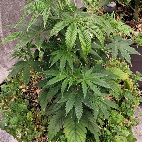 Pearli growlog timeline photo